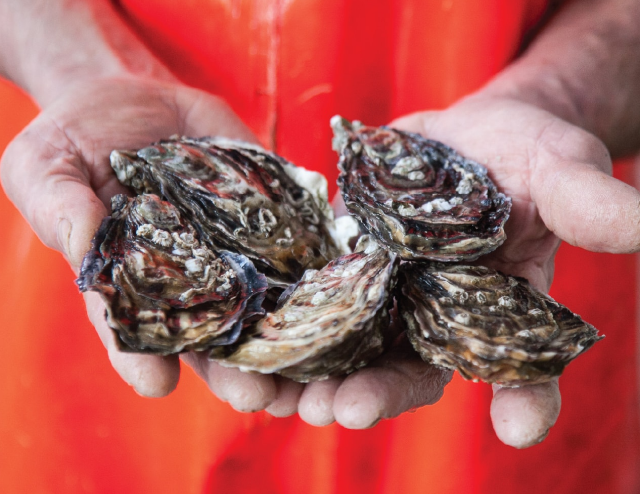 Wild Atlantic image oysters