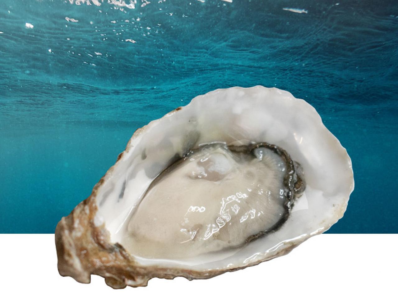 Fine de claire franse oester