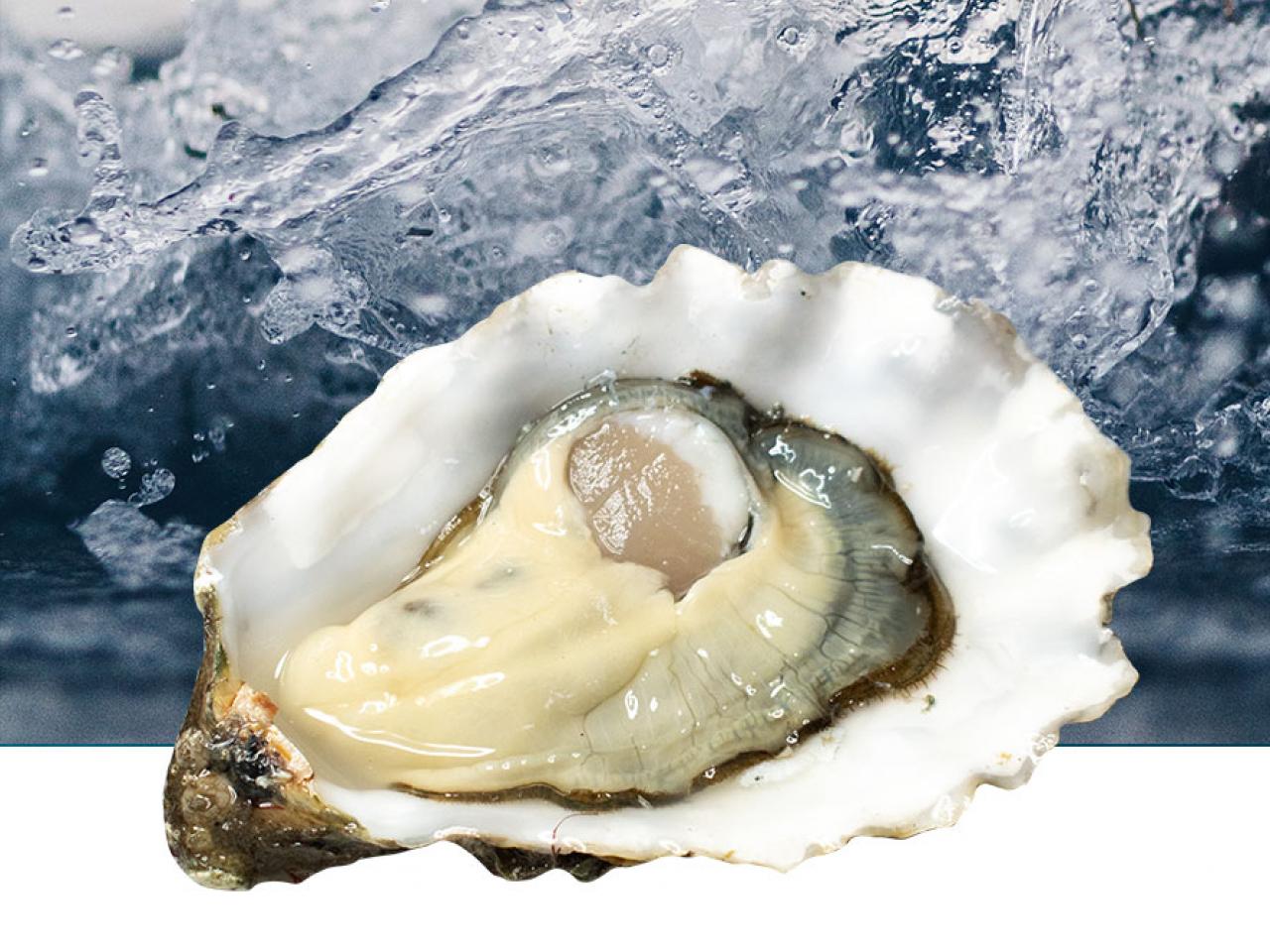  Oosterschelde Creuse oester