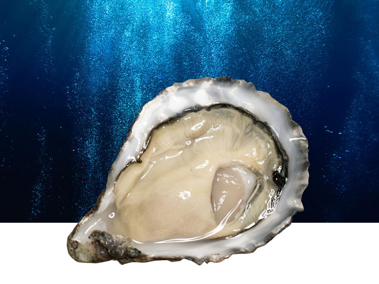 Irish mor oyster